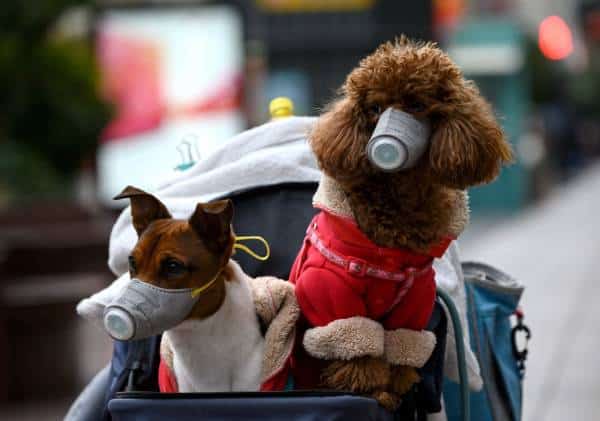ב-CDC ממליצים: גם חיות מחמד צריכות לשמור על ריחוק חברתי