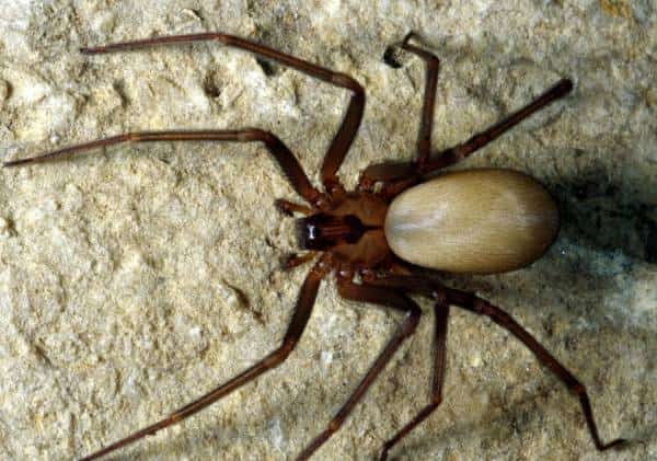 אישה חשבה שאוזנה נסתמה ממים: המציאות הייתה יותר מלחיצה