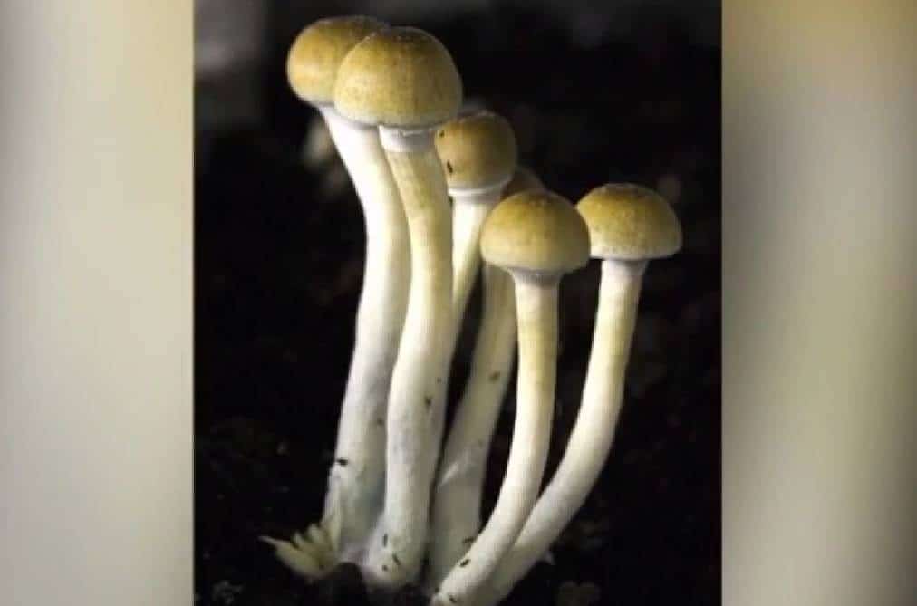 חוקי!? קליפורניה עשויה להפוך בקרוב לאימפריית 'פטריות קסם', וסמים פסיכדליים אחרים