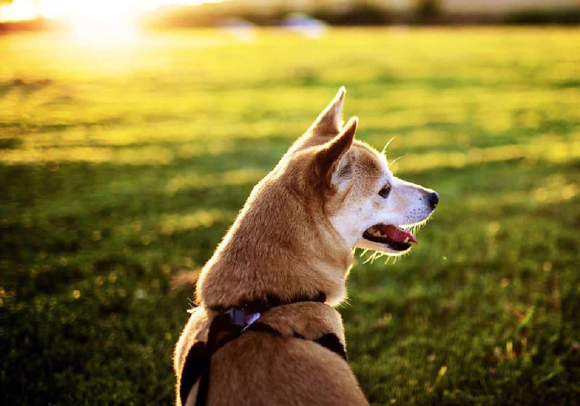 כלב נדבק באבעבועות הקופים - "ישן במיטה" עם זוג הומוסקסואלים