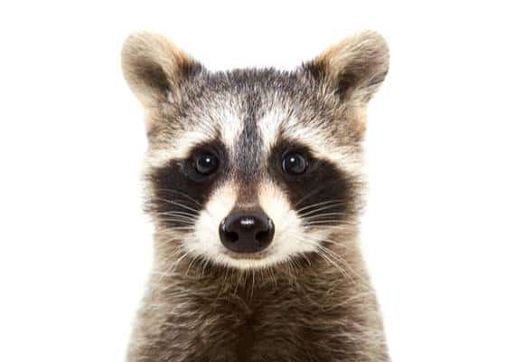 רק בסן פרנסיסקו: איש אחד נכנס למקדונלדס עם דביבון מת - וזו אינה בדיחה