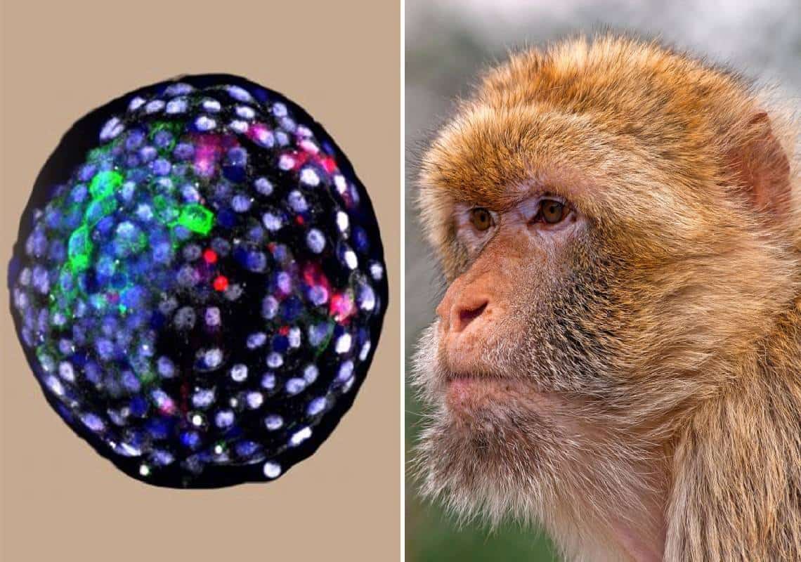 רשמי: מדענים אמריקנים וסינים זיווגו בני אדם וקופים ויצרו עוברים מזן חדש במעבדות במטרה לגדל איברים