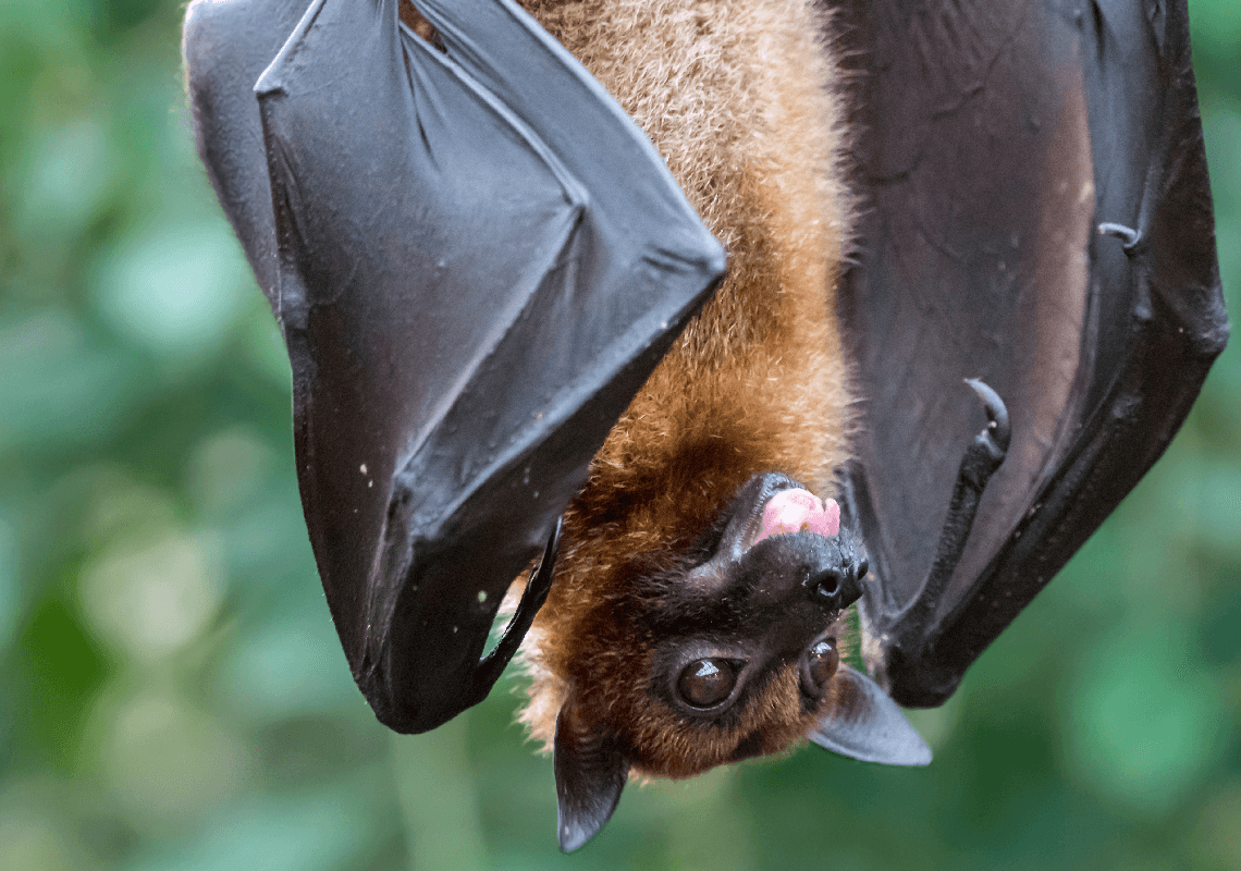 גבר התעורר ומצא עטלף על צווארו – ומת ממחלת הכלבת