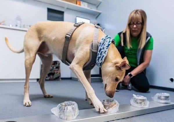 לראשונה בהיסטוריה: כלבי גישוש המסוגלים להריח קורונה הוצבו בנמל התעופה - המדענים מבטיחים "100% ודאות בגילוי"