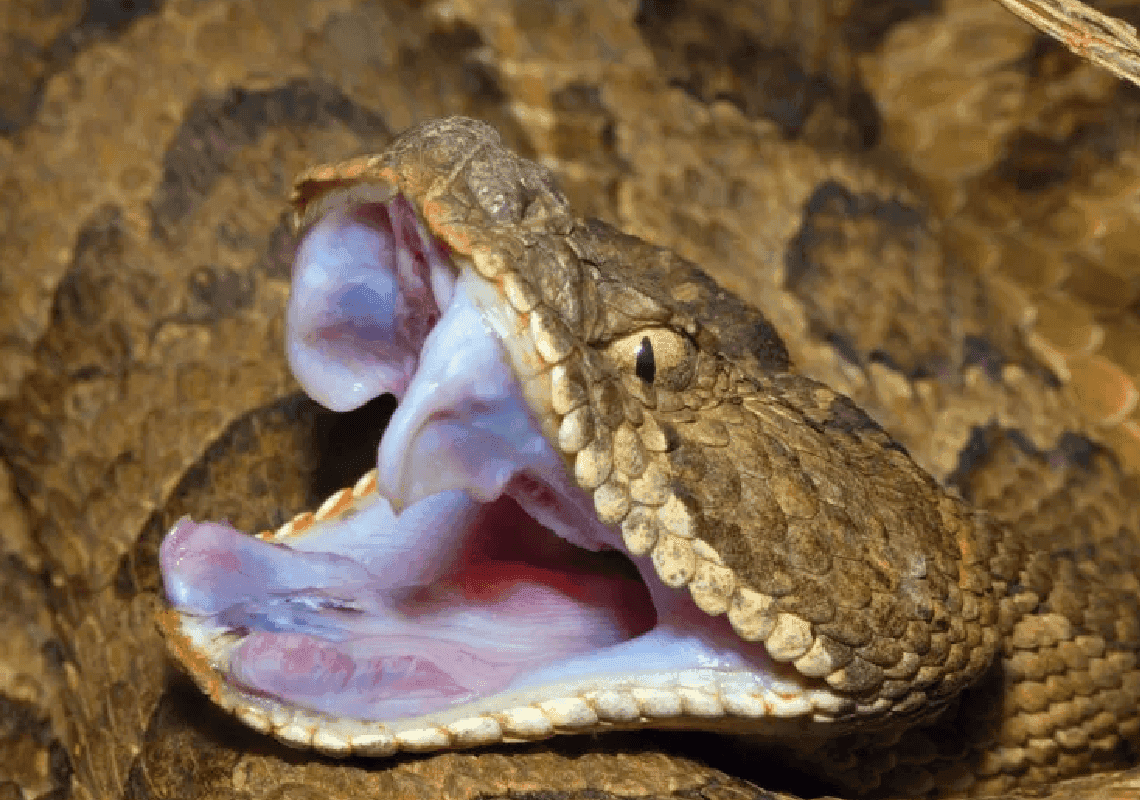 סוף טרגי לטיול משפחתי: בן 6 מקולורדו מת מהכשת נחש 