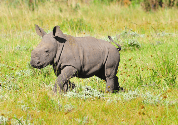 אוהיו: גור קרנפים נשך מבקר בגן החיות המקומי