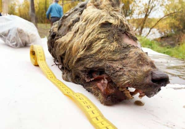 "זאב בן 40 אלף שנים": תגלית נדירה במזרח סיביר