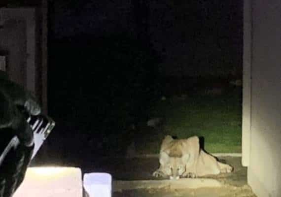 הפתעה מעוררת חרדה בחצר האחורית: פומה נוספת חדרה לבית בדרום קליפורניה