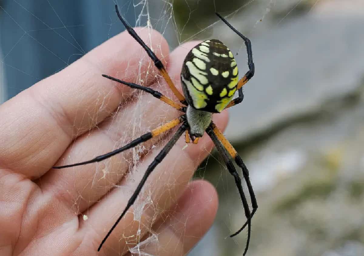 הפלישה לדרום קליפורניה: עכבישי ענק בגודל כף יד מעוררים בהלה בקרב התושבים