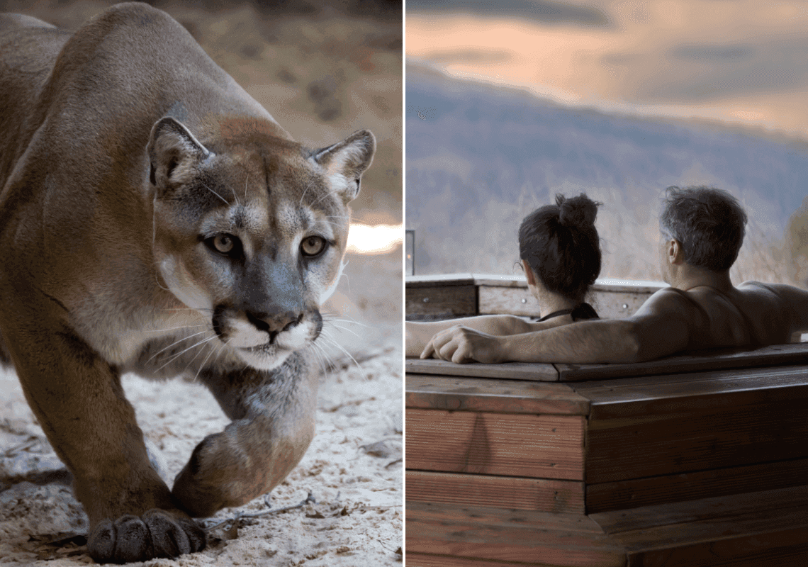 ישבו בניחותא בג'קוזי - והותקפו על ידי פומת הרים
