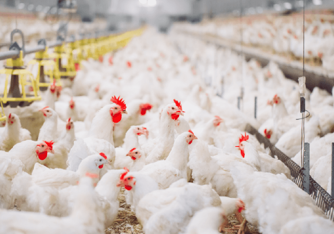 התפשטות שפעת העופות בארה"ב: מיליוני תרנגולים נוספים יומתו