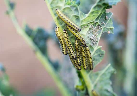 מיין: אזהרת נהיגה חריגה בשל סיבה מוזרה במיוחד