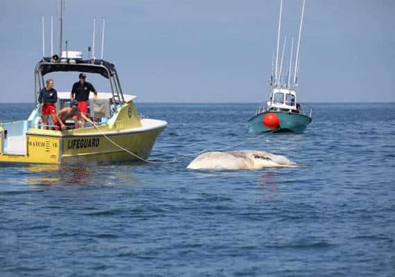 מחזה נדיר בקליפורניה: לוויתן נסחף אל החוף ומשך כריש עצום