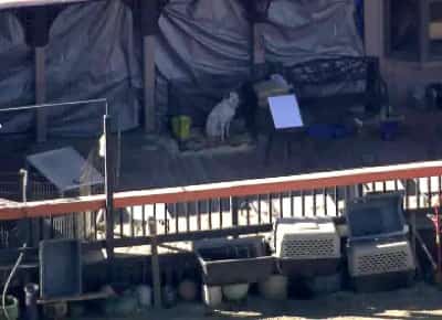 מבצע הצלה היסטורי: 700 כלבים וחתולים נמצאו בתנאים קשים בחווה נידחת בלוס אנג'לס 