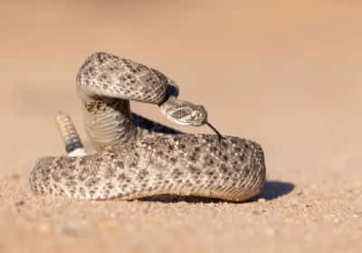 ממאליבו ועד ג'ושוע טרי: עונת הנחשים הארסיים בשיאה - ואלו האזורים שבהם כדאי להיזהר