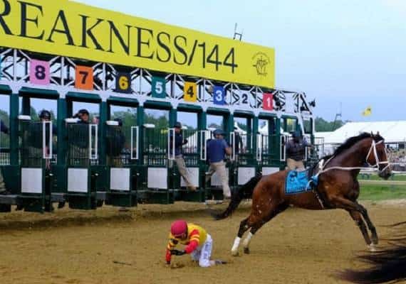 לחופש נולד: הסוס זרק את רוכבו וסיים את המירוץ לבד