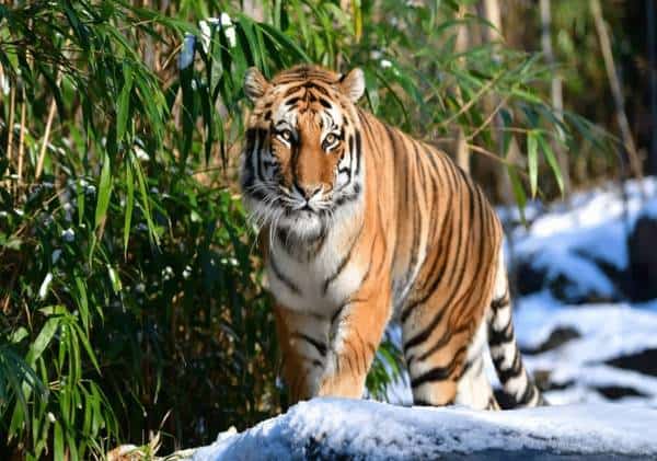 הדבקת בעלי חיים ראשונה בארה"ב: טיגריס חולה קורונה אובחן בגן חיות בניו יורק