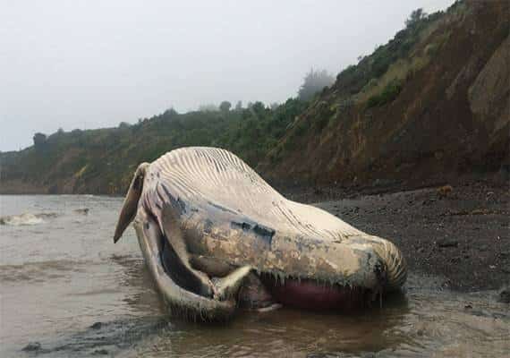 תופעה מדאיגה: גווית לוויתן שלישית נסחפה לחופי קליפורניה בתוך שבוע
