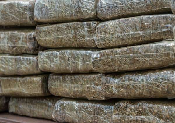 המריחואנה - "איום חדש על המדינה": סין במתקפה נגד הלגליזציה בארה"ב