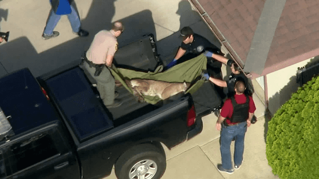 לוס אנג'לס: נלכדה לביאה ששוטטה בחצרות הבתים