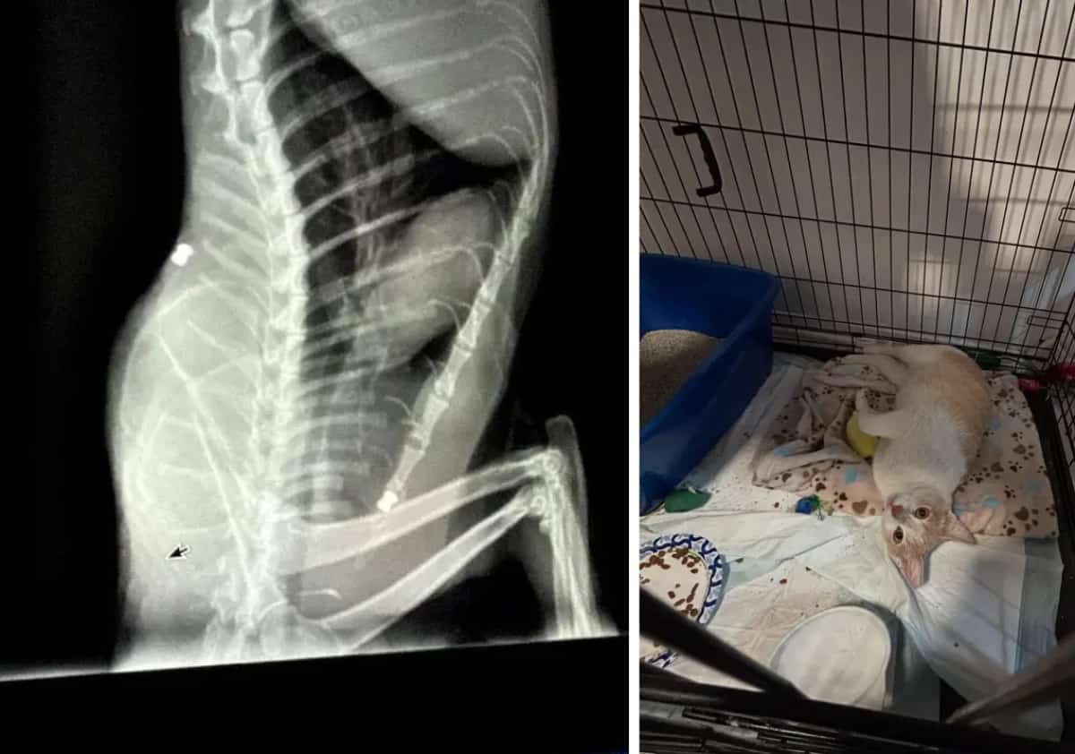 דאגה בדרום לוס אנג'לס: עשרות חתולי רחוב נורו ברובה אוויר