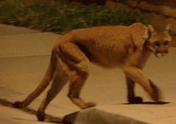 פומה מטילה אימה על עיר בדרום קליפורניה: 2 כלבים הותקפו באכזריות