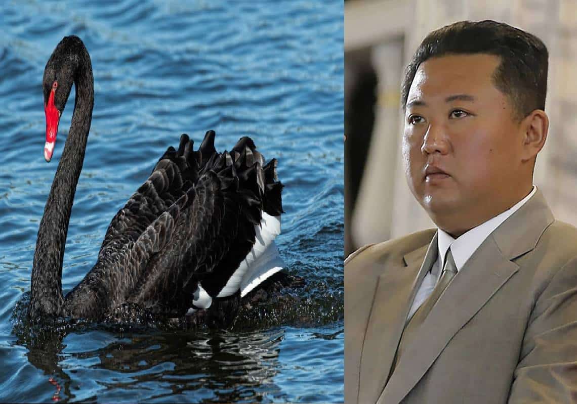 "מעדן מיוחד": בשל מחסור במזון ורעב המוני, צפון קוריאה הורתה לאזרחים להתחיל לגדל ולאכול ברבורים שחורים