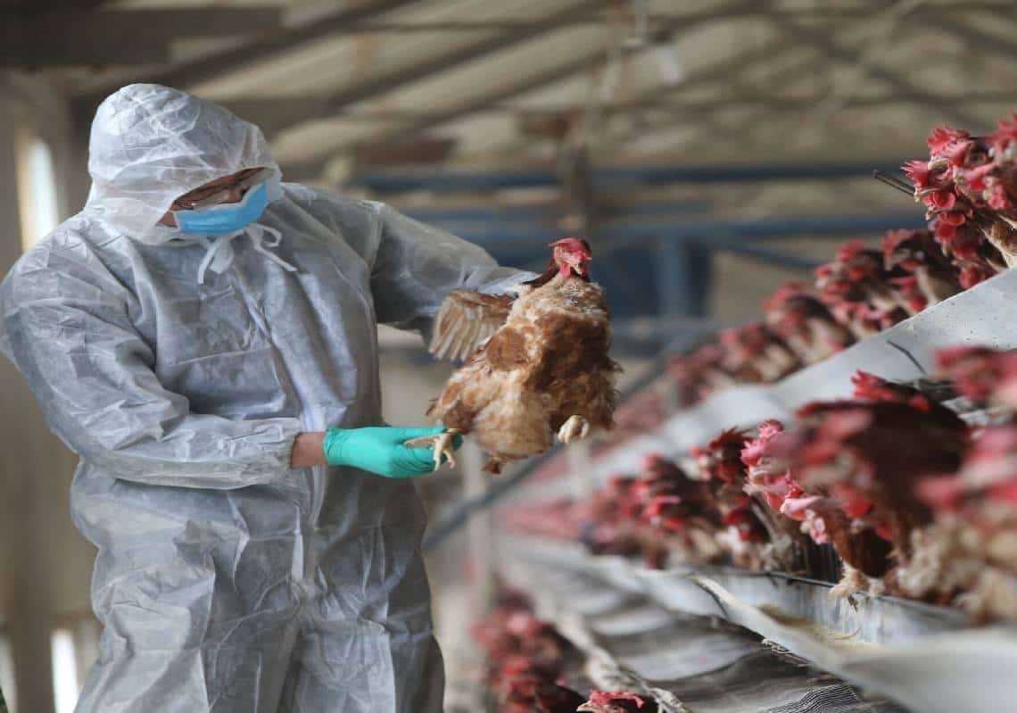 זן חדש של שפעת אסייתית קוטל מיליוני עופות ברחבי ארה"ב