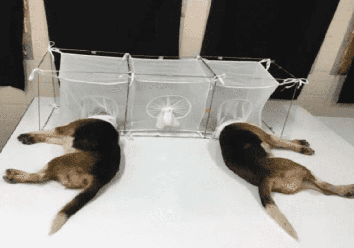 מחוקקים דורשים תשובות מפאוצ'י: האם המכון הלאומי לבריאות מימן ניסויים אכזריים בגורי כלבים?