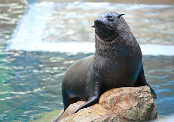 הוואי: קנס כספי הוטל על תייר שנגע בכלב ים בסכנת הכחדה