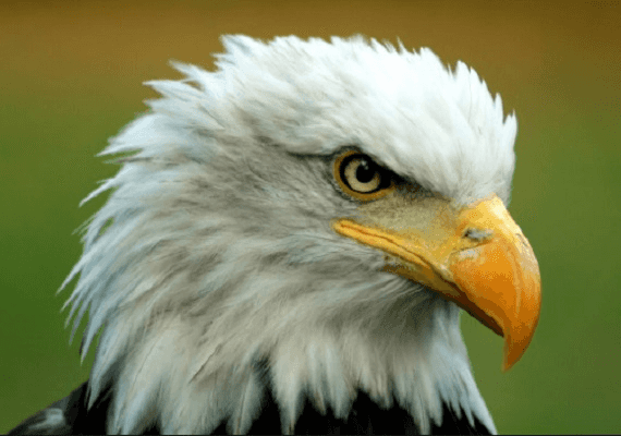 העיטם לבן-הראש, הסמל של ארה"ב, עושה קאמבק בגדול