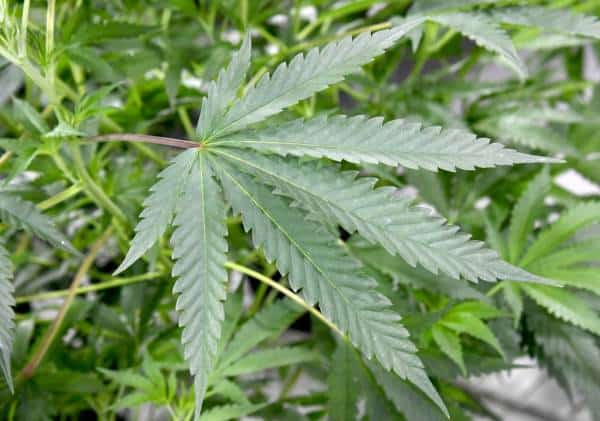 מהפכה משמעותית בענישה על שימוש במריחואנה בניו יורק