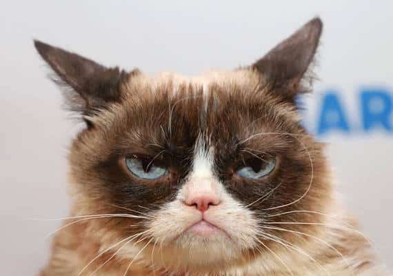 אומת האינטרנט באבל: גראמפי קט הלכה לעולמה