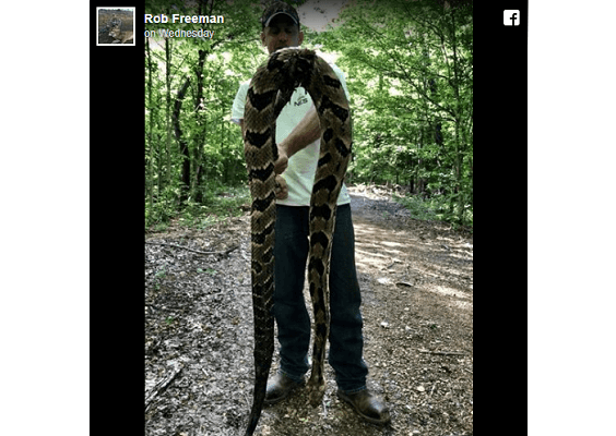 טנסי: תפס והרג נחש ארסי באורך 6.5 רגל בחצרו האחורית