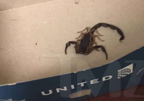 עקרב במטוס: נוסעת נעקצה בטיסת יונייטד מסן פרנסיסקו