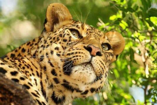 זוועה בספארי: נמר טרף פעוט