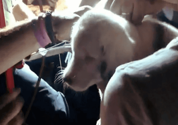 אלבמה: מתנדבים התגייסו להצלת גור כלבים חירש שנפל במורד 50 יארד