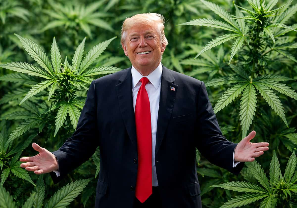 שינוי כיוון בוושינגטון: טראמפ מסווג מחדש מריחואנה רפואית ומקל על המחקר הפדרלי
