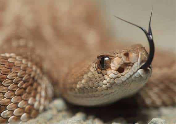 אריזונה: מתקפת נחשים בתוך אביזרי בריכה ביתית