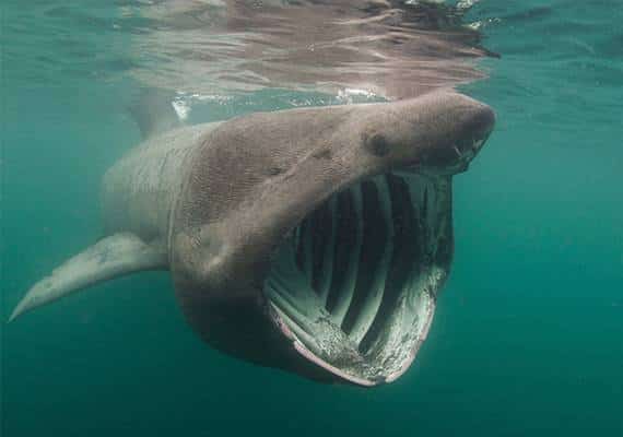 באמצעות לווין וטכנולוגיות חדשות: נצפה כריש ענק נדיר