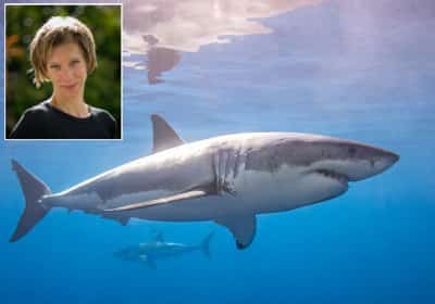 יצאה לשחות בחופי קליפורניה ונעלמה: חשש שנטרפה על ידי כריש