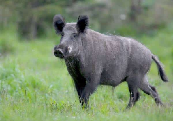 טיפחה ואימנה בחשאי חזירי בר, להטלת טרור על עשרות אלפי תושבי מחוז שליו