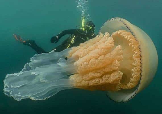 הגדולה מכולן: מדוזת ענק אותרה במעמקי הים