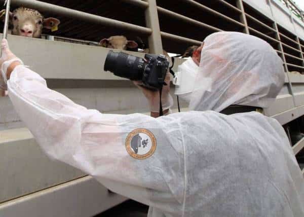 מחדל המשלוחים החיים בישראל : אין בדיקות, אין פיקוח, והמשלוחים נמשכים