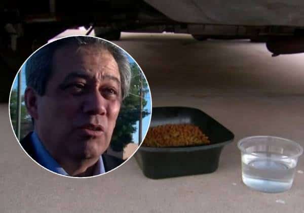 סירב להפסיק להאכיל חתולי רחוב וכעת עלול לשלם על כך בגדול