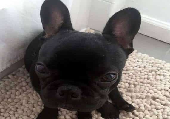 כלב מת במהלך טיסה של יונייטד לאחר שדיילת אילצה נוסעת למקמו בתא שמעל למושב