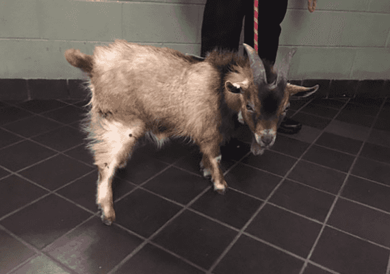 "אין לנו מושג איך זה קורה": הגדי הזה ברח מגורל אכזר בניו יורק וזכה לחיים חדשים