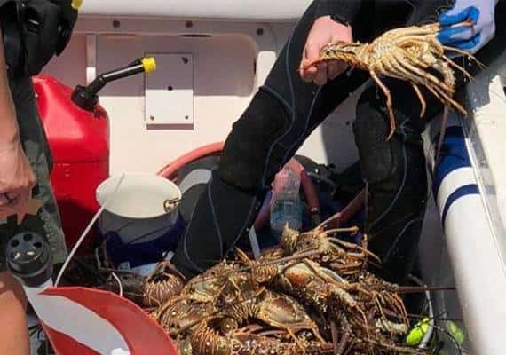 פלורידה: פשיטה נרחבת על ציידי נקבות הלובסטרים