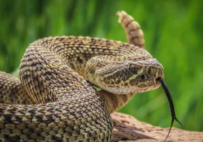 רצף אירועים חריג בקליפורניה: מקרה מוות שלישי מהכשת נחש תוך שבועות ספורים