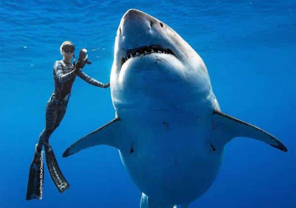    ביקור מפתיע: הכריש הגדול בעולם הגיח בהוואי